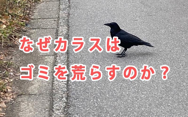 なぜカラスはゴミを荒らすのか?
