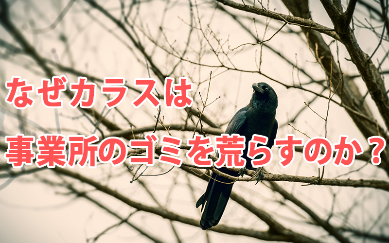なぜカラスは事業所のゴミを荒らすのか？